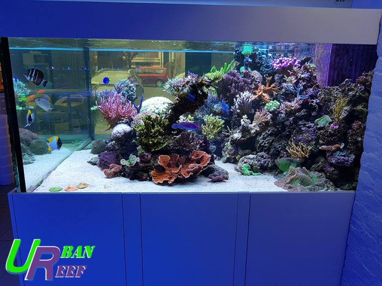 Aquarium récifal chez Urban Reef Corals 2000 l Récifal News