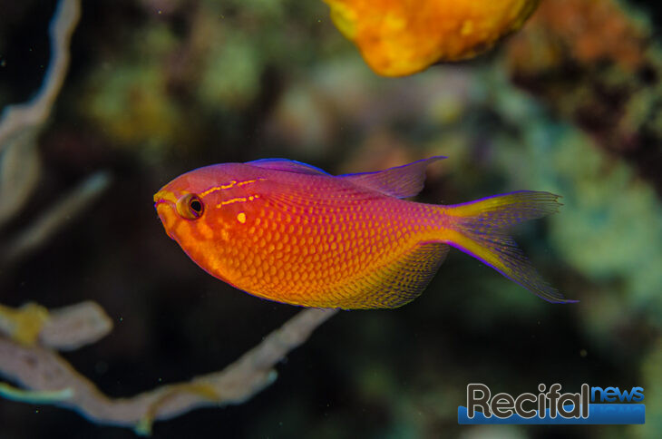 Serranocirrhitus Latus Un Anthias Parfait Pour L Aquarium R Cifal