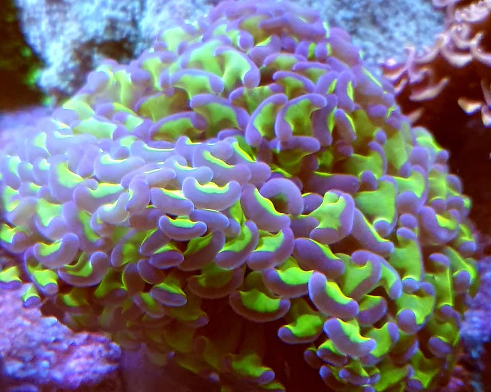 Urban Reef Corals vous accueille à Noël Récifal News