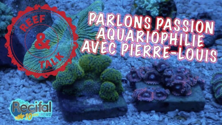 Une Passion L Aquariophilie Reef Talk Avec Pierre Louis R Cifal News