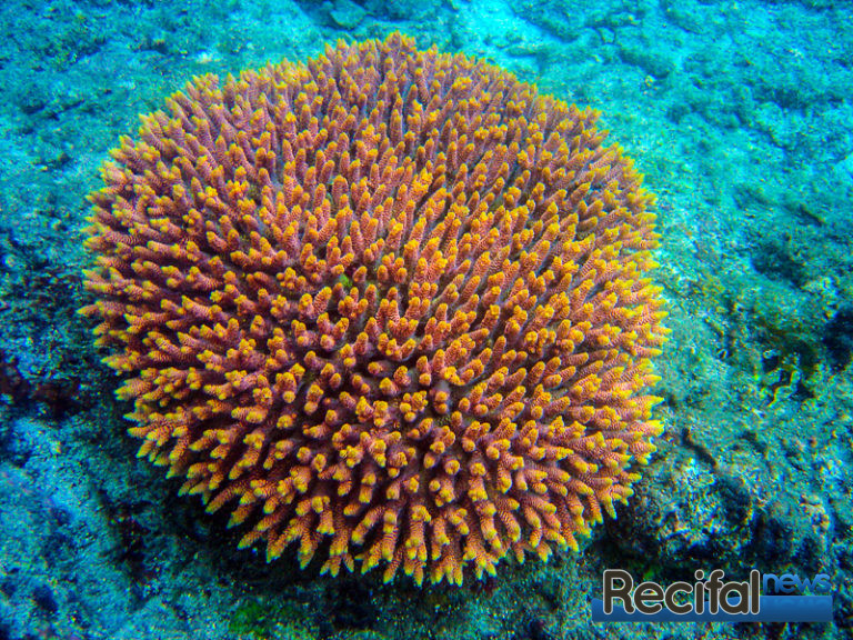 Acropora millepora l Acropora roi R cifal News