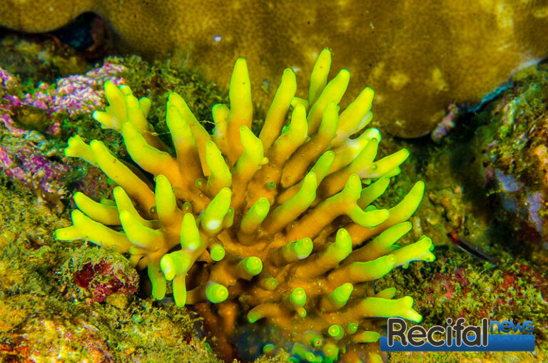 Acropora caroliniana