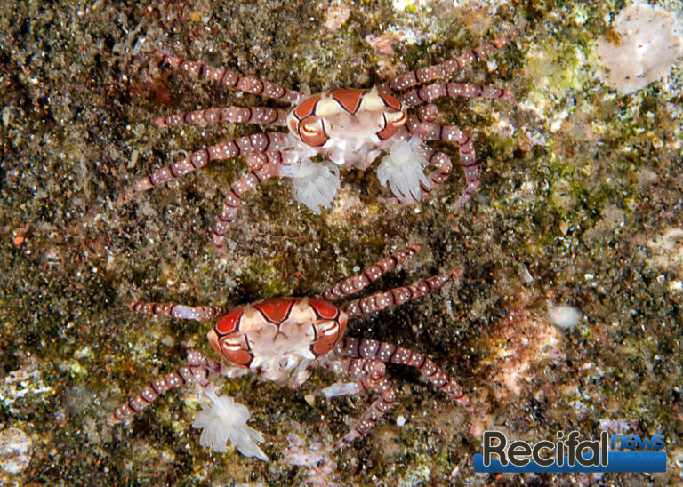 Les fascinants crabes : tout savoir sur le crabe