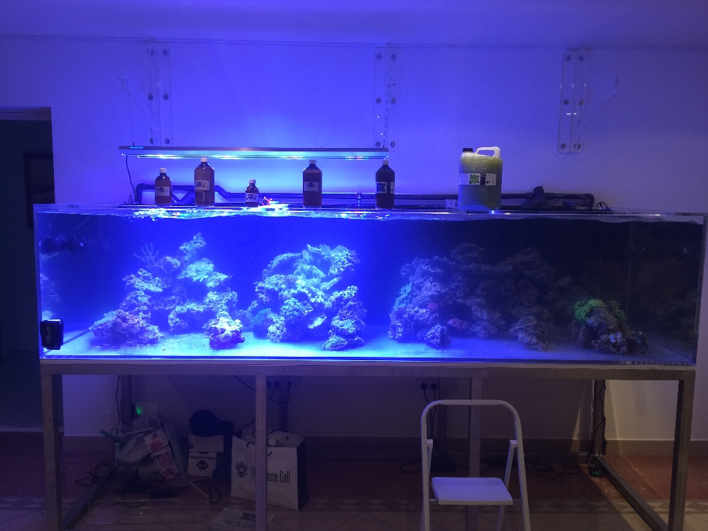 D Couvrez Le D Marrage D Un Aquarium R Cifal Avec Des Pierres Vivantes Et Les Produits Daphbio