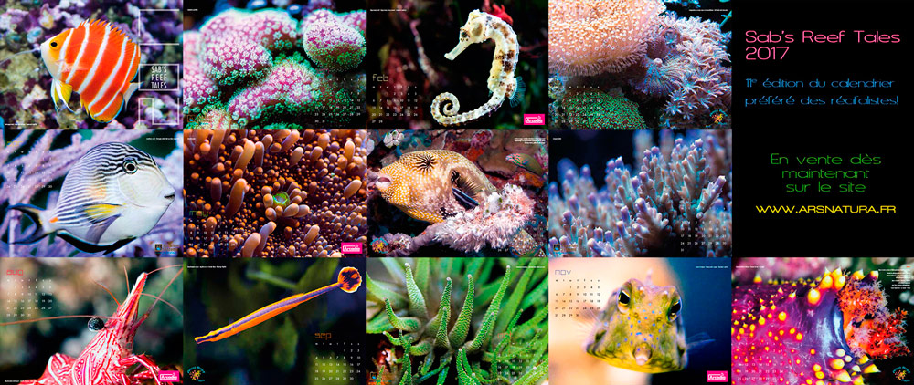 Calendrier Sab's Reef Tales - Les Contes du Récif 2017
