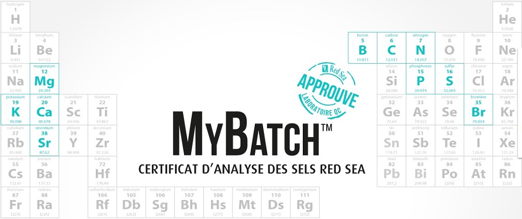 red-sea-mybatch