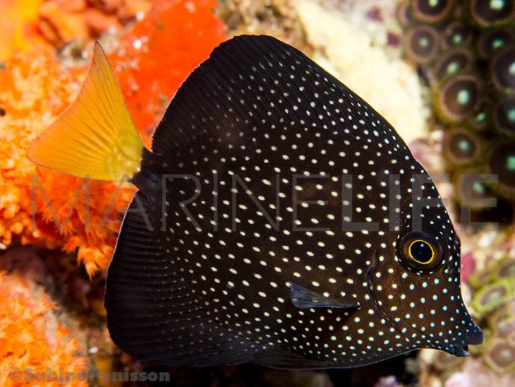 zebrasoma-gemmatum-adulte-12274