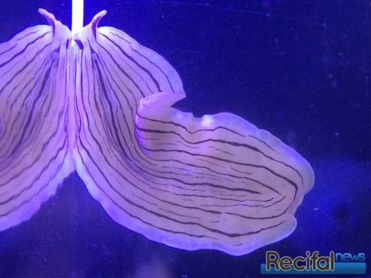 Prostheceraeus vittatus