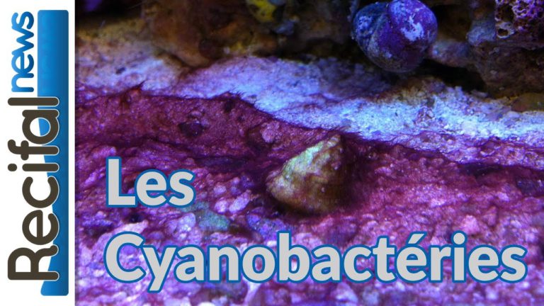 Les Cyanobactéries dans l'aquarium récifal