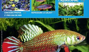 Aquarium à la maison 123 couverture