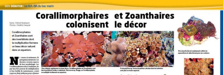 Aquarium à la maison 123 corallimorphaires zoanthaires