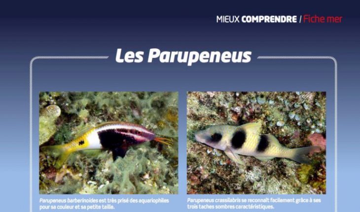 Aquarium à la maison 123 Parupeneus