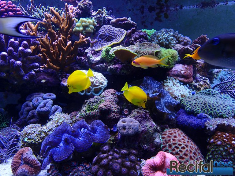 Mise en place et démarrage d'un aquarium récifal spécifique : partie 1
