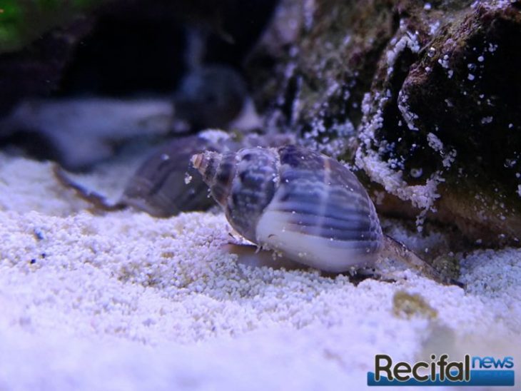 nassarius recifalnews