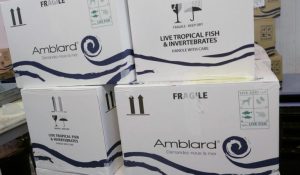 amblard recifal news