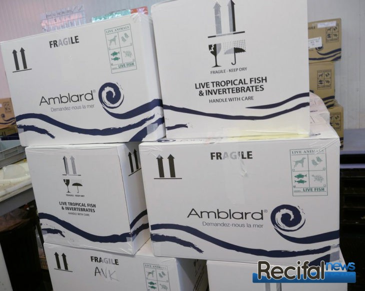 amblard recifal news