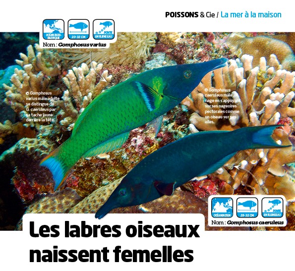 labres oiseaux aquarium à la maison 124 recifalnews
