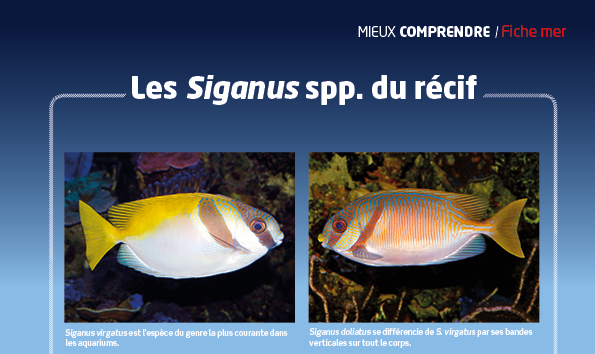 aquarium à la maison 124 Siganus Recifalnews