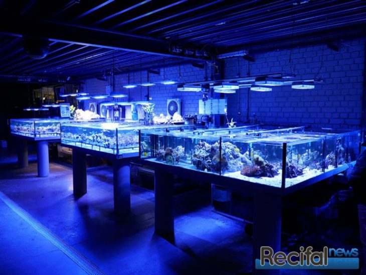 aquavictoire menin coraux