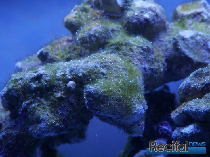 eheim_aquastar63_marine_recifalnews algues