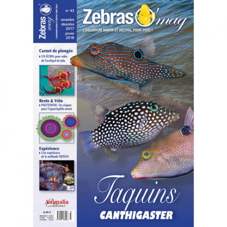 zebrasO'mag 43 recifalnews