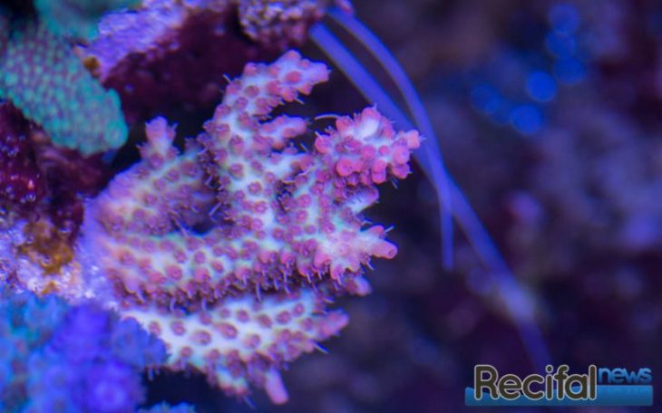 Acropora Microclados