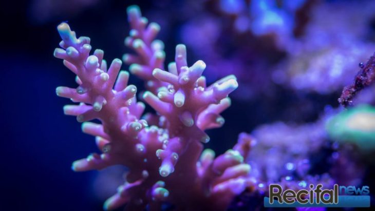 Acropora Carduus