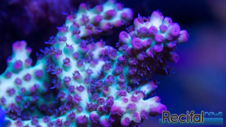Acropora Microclados