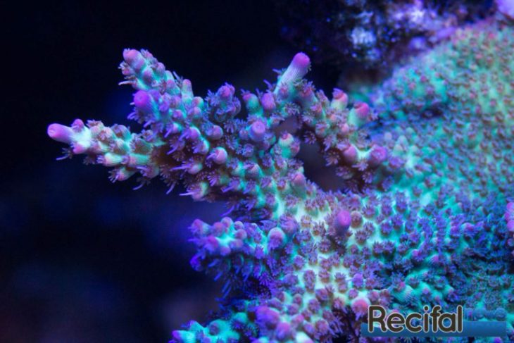 Acropora Microclados