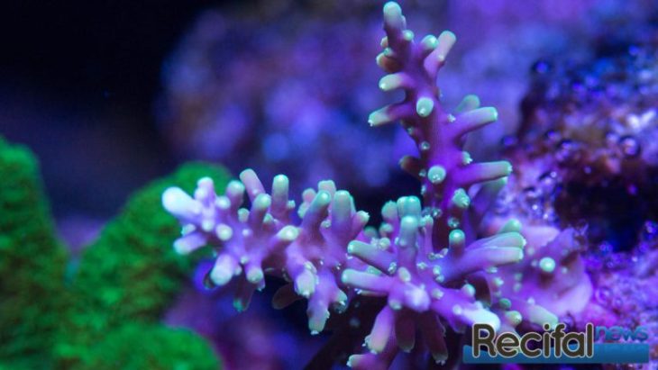 Acropora Carduus