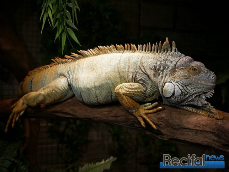 Aquavictoire Menin iguane