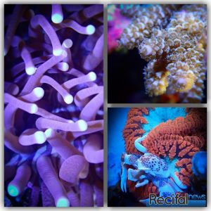 aquarium récifal recifalnews