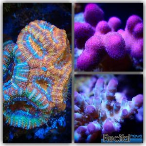 aquarium récifal recifalnews
