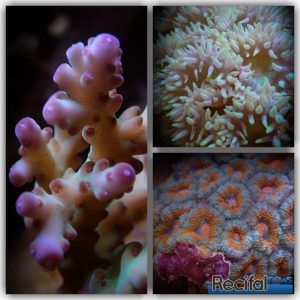 aquarium récifal recifalnews