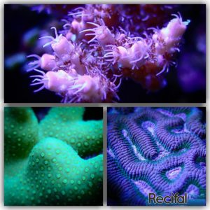 aquarium récifal recifalnews