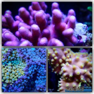 aquarium récifal recifalnews