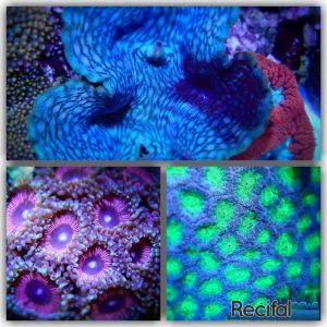 aquarium récifal recifalnews