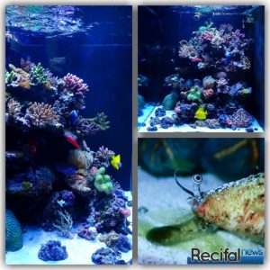 aquarium récifal recifalnews