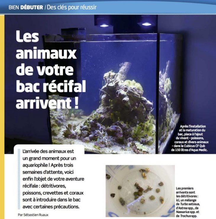 Aquarium à la maison Bien débuter