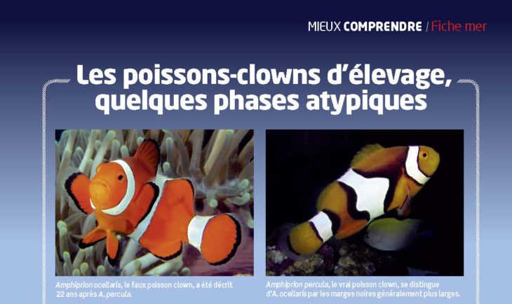 Aquarium à la maison poissons clown