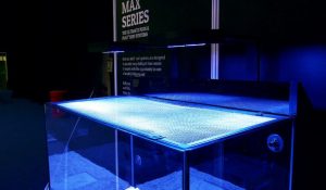 red sea filet protection aquarium