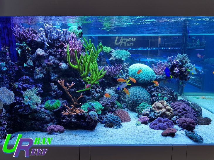 Changement sable pour aquarium 200l, sur le forum de discussions
