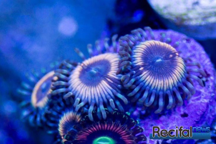 Zoanthus Vampire coraux