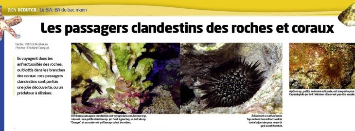 aquarium à la maison 126 clandestins roches