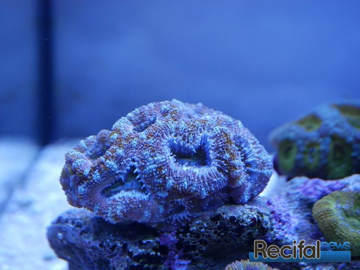 eheim aquastar63 marine