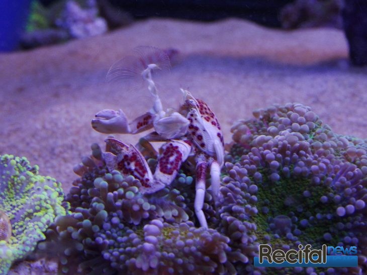 eheim-aquastar63-marine-crabe-porcelaine