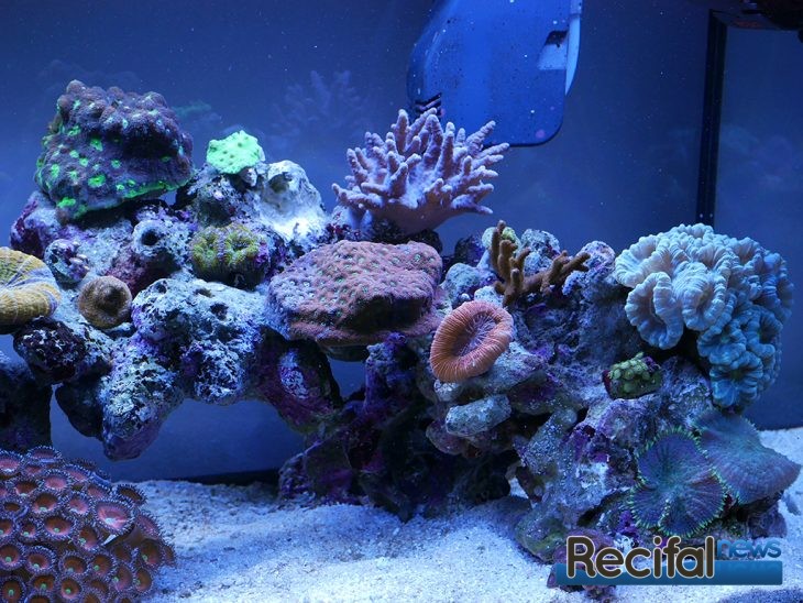 eheim aquastar63 marine
