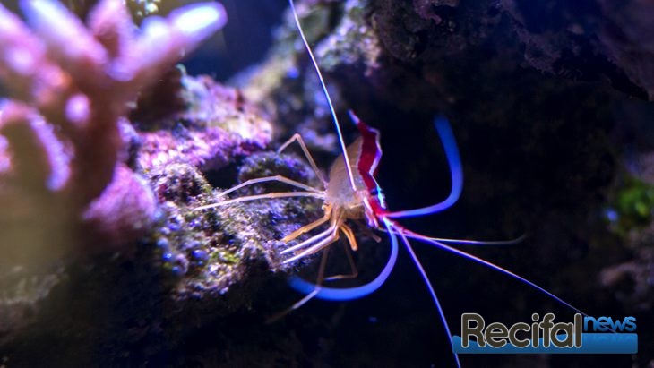 eheim-aquastar63-marine-lysmata