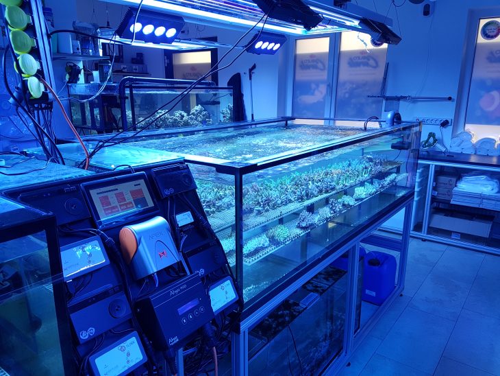 Euro Corals