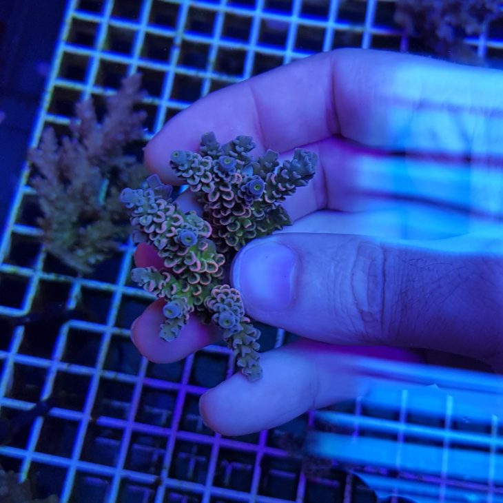 Euro Corals Walt Disney